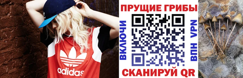 Галлюциногенные грибы Psilocybe нарко площадка официальный сайт Мещовск